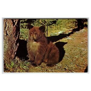Vintage Bear Cub Postcard Stelling Color Card Wildlife Forest Animal Photo